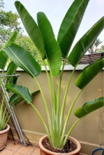 Travellers Palm