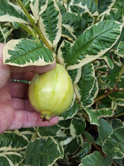 Variegated Guava (থাই ভেরিগেটেড পেয়ারা)