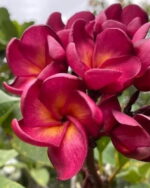 Plumeria “Duke” (Duke Plumeria)