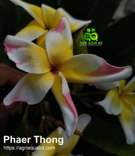 Plumeria "Phaer Tong"