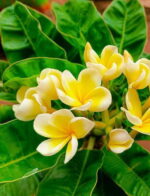 Plumeria “Dwarf Siam Yellow”