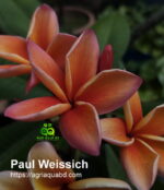 Plumeria “Paul Weissich”