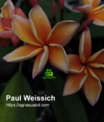 Plumeria “Paul Weissich”