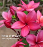 Plumeria “River of Dream”