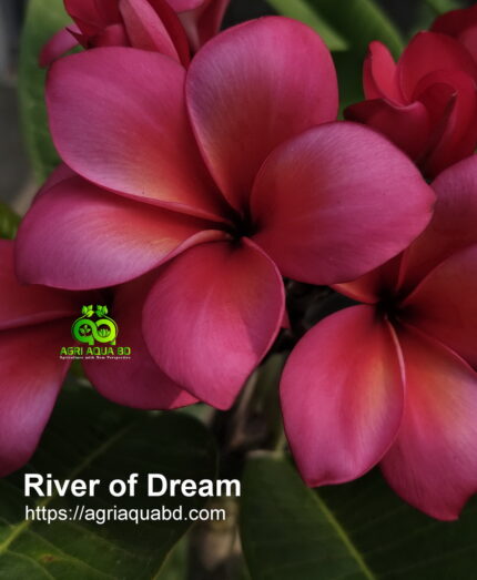 Plumeria "River of Dream"