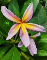 Plumeria “Metallica (JL)”