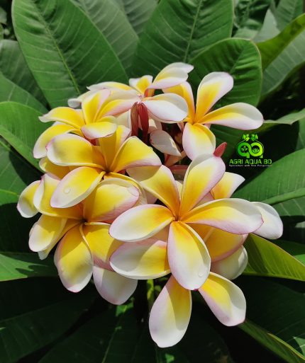Plumeria “Morning Star”