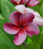 Plumeria “Cloud of Hope”