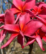 Plumeria “Chaiyaphum”