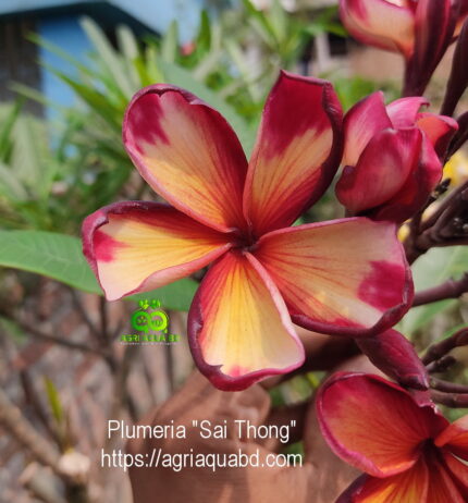 Plumeria "Sai Thong (AKA ‘Volcano’)"