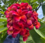 Plumeria “Arangan”