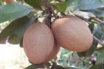 Thai Sapodilla (সফেদা) Plant – Grafted