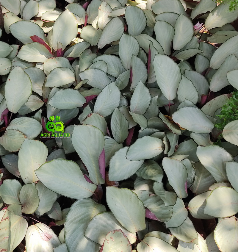 IMG_20250603_114009 Calathea “Silver Plate”