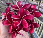 Plumeria “Dang Chalika”