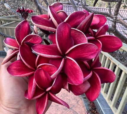 Plumeria “Dang Chalika”