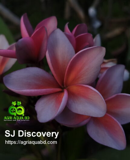 Plumeria “SJ Discovery”