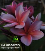 Plumeria “SJ Discovery”