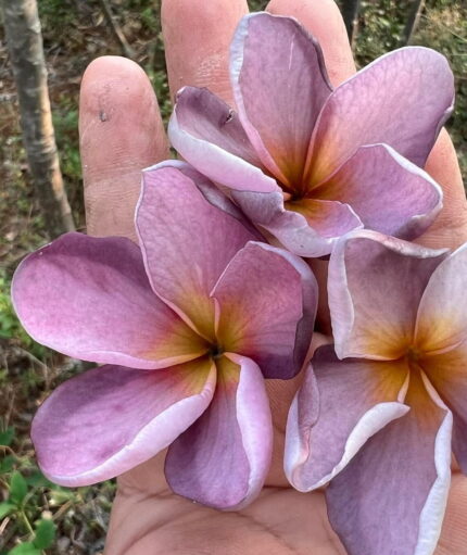 Plumeria “Rainbow Liliac”