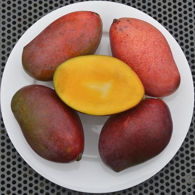 “Osteen” (A Florida Mango Variety) Mango plant – Grafted