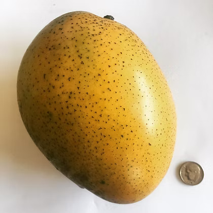 “Alampur Baneshan” Mango Plant – Grafted