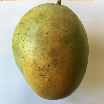 “Alampur Baneshan” Mango Plant – Grafted