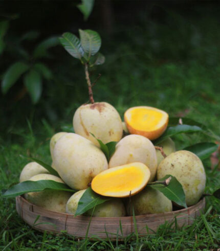 “Gourmoti” (গৌড়মতি) Mango Plant – Grafted