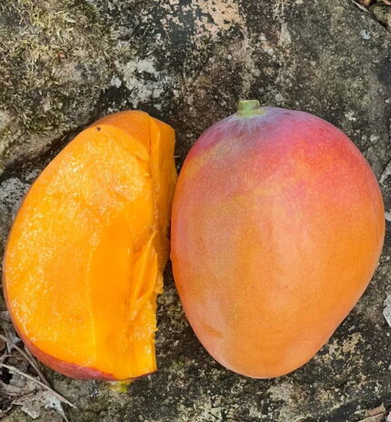Super Julie (A Florida Mango Variety) Mango Plant – Grafted