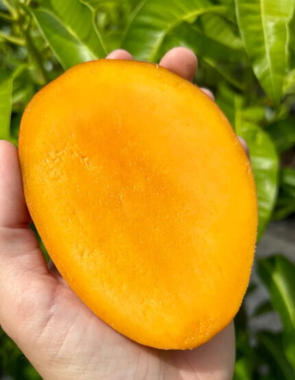 Super Julie (A Florida Mango Variety) Mango Plant – Grafted
