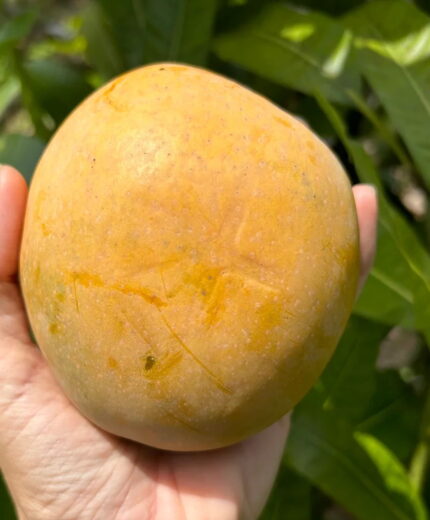“White Pirie” (A Hawaiian Mango Variety) Mango Plant – Grafted