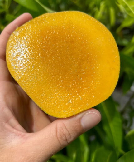 “White Pirie” (A Hawaiian Mango Variety) Mango Plant – Grafted