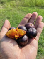 “Manila Cherry” Plant – Grafted