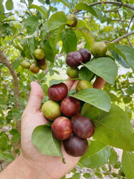“Manila Cherry” Plant – Grafted