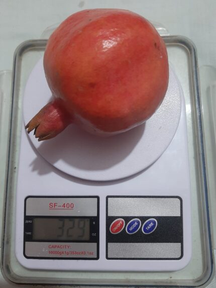 “Mexican Pomegranate” Plant – Grafted