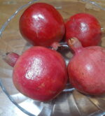 “Mexican Pomegranate” Plant – Grafted