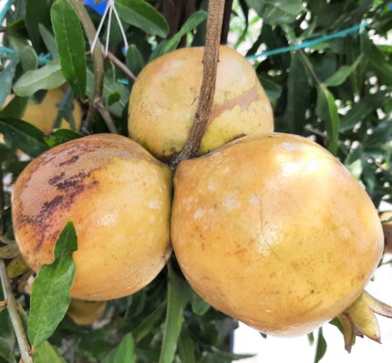 “Pakistani” Pomegranate Plant – Grafted