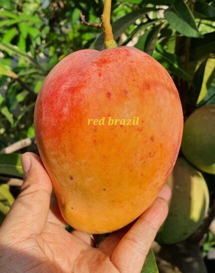 “Red Brazil” (A Brazilian Mango variety) Mango Plant – Grafted