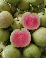 “Red Diamond” Guava Plant – Grafted