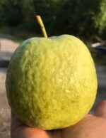 “Red Diamond” Guava Plant – Grafted