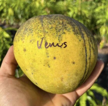 “Venus” (A Florida Variety) Mango Plant – Grafted