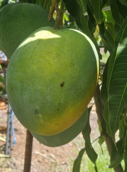 “Venus” (A Florida Variety) Mango Plant – Grafted