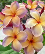 Plumeria “Gorge Brown aka Musk Rainbow”