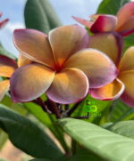 Plumeria “Gorge Brown aka Musk Rainbow”