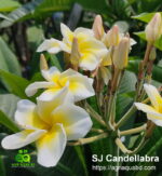 Plumeria “SJ Candellabra”