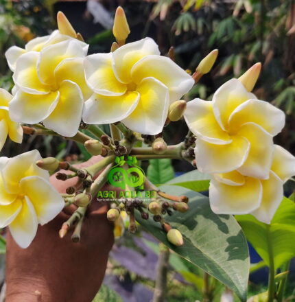 Plumeria “SJ Candellabra”