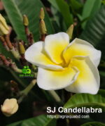 Plumeria “SJ Candellabra”