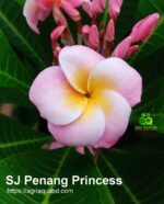 Plumeria “SJ Penang Princess”