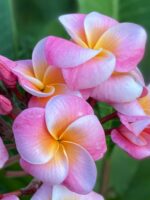 Plumeria “SJ Penang Princess”