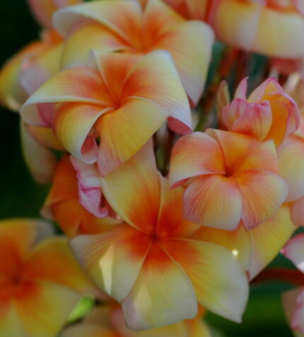 Plumeria “SJ Sun Dragon”