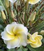 Plumeria “SJ Candellabra”