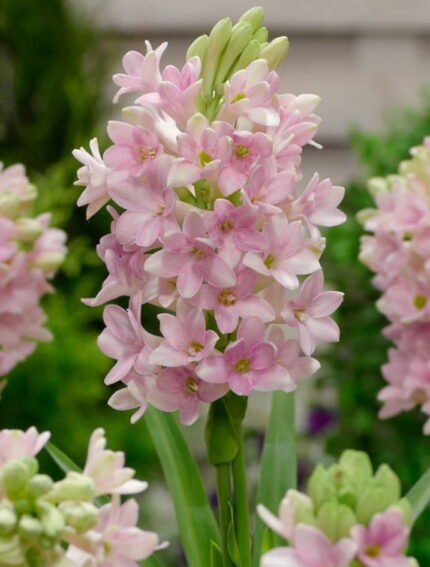 Polianthes tuberosa Chia Nong “Sensation”